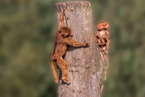 Guenon primate monkeys screenshot #1 480x320