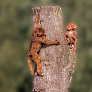 Guenon primate monkeys - Fondos de pantalla gratis para Nokia 6230i