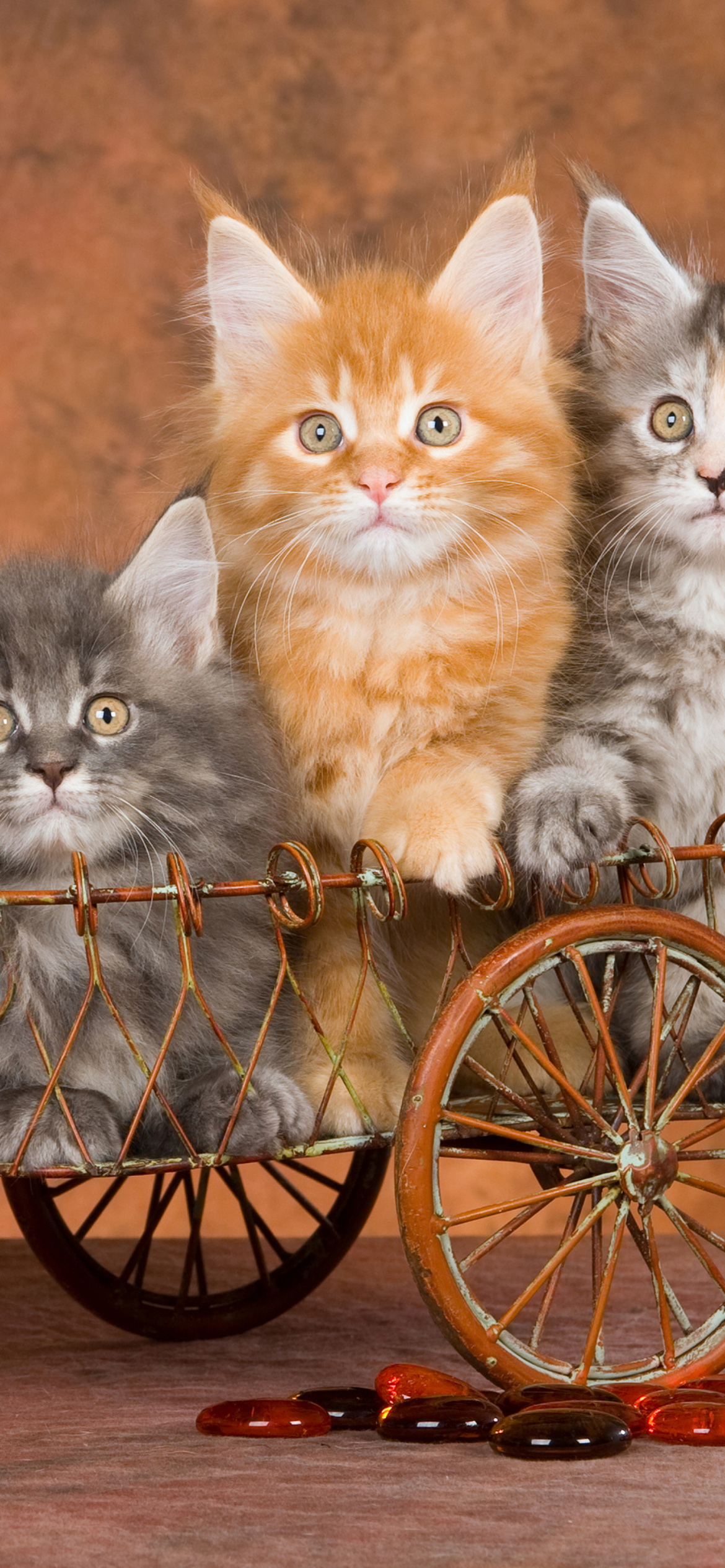 Young Kittens wallpaper 1170x2532