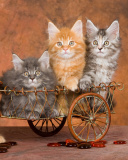 Das Young Kittens Wallpaper 128x160