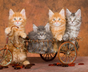 Young Kittens wallpaper 176x144