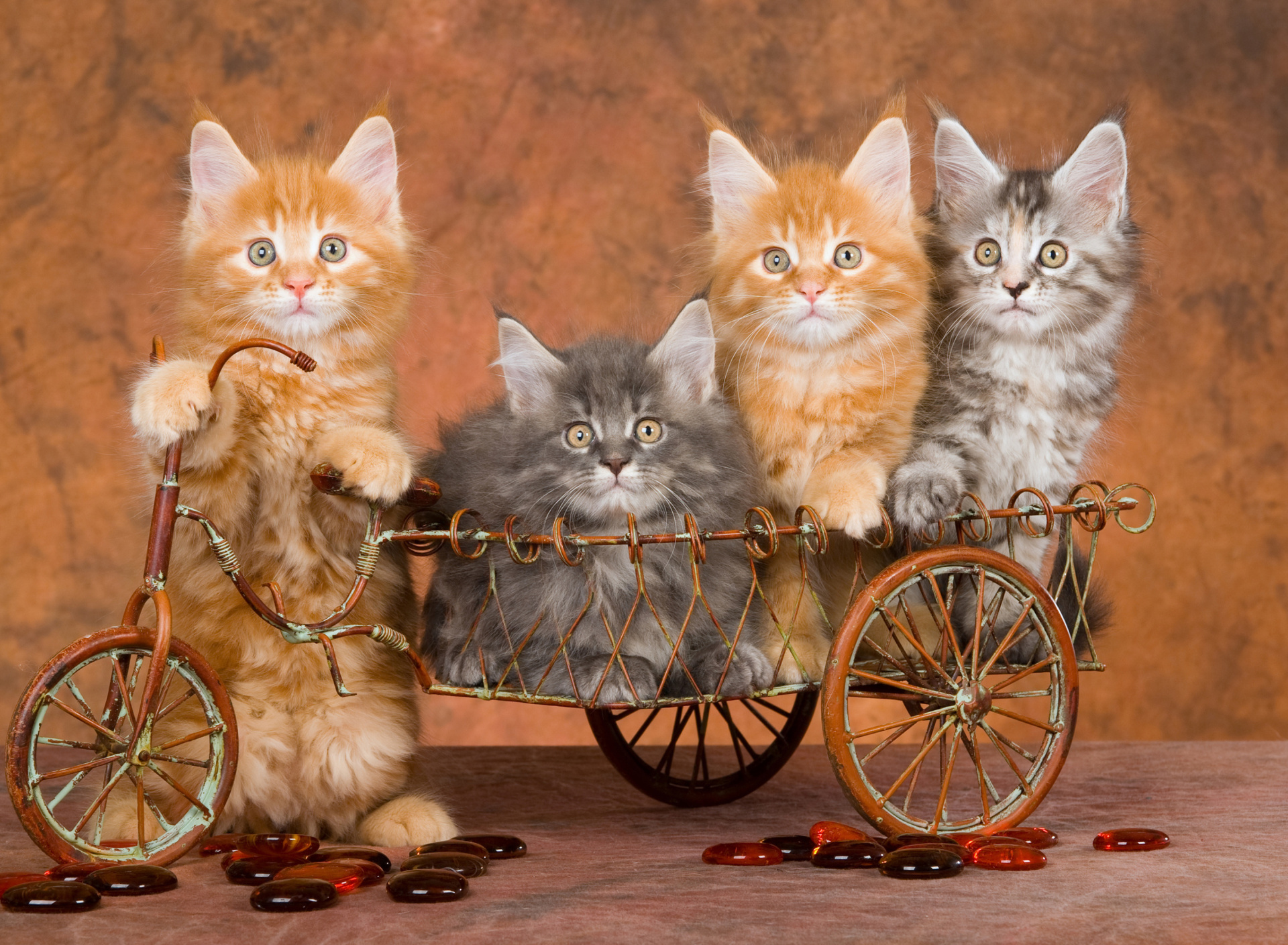 Young Kittens wallpaper 1920x1408