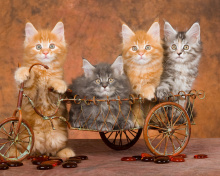 Young Kittens wallpaper 220x176