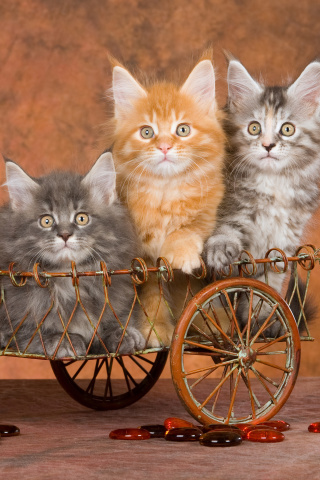 Das Young Kittens Wallpaper 320x480
