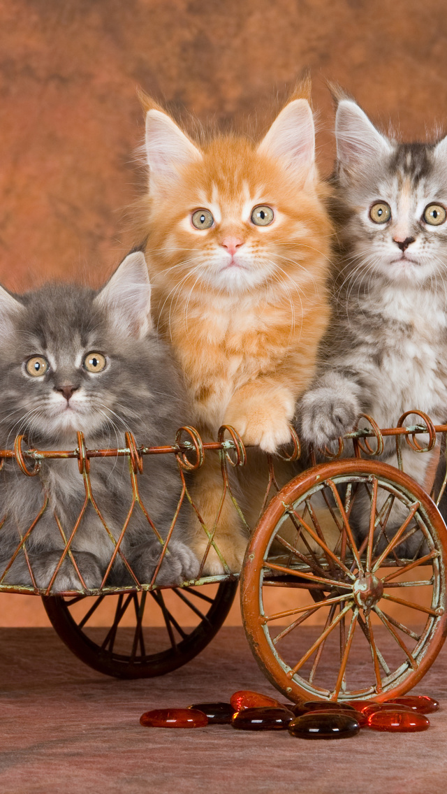 Das Young Kittens Wallpaper 640x1136