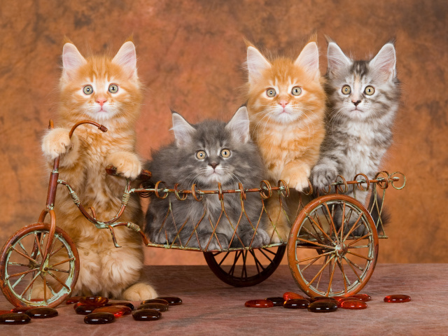 Young Kittens wallpaper 640x480