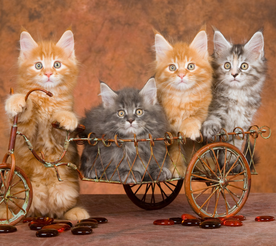 Young Kittens wallpaper 960x854