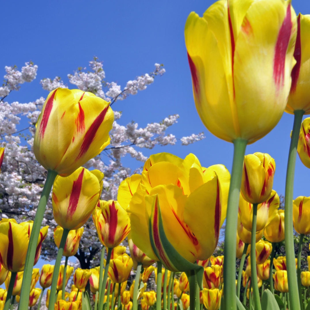 Fondo de pantalla Spring Tulips 1024x1024