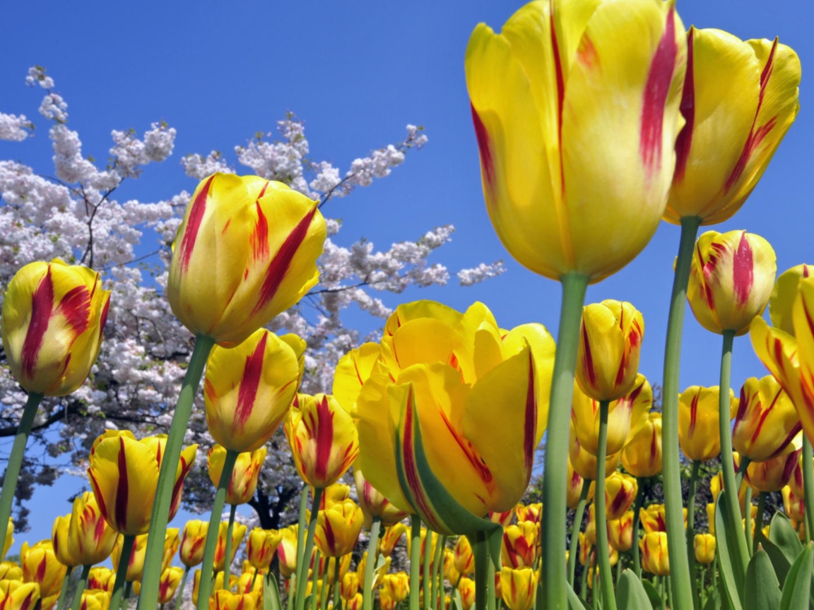 Screenshot №1 pro téma Spring Tulips 1152x864