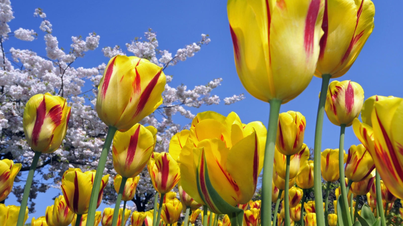 Das Spring Tulips Wallpaper 1366x768