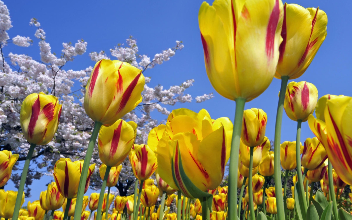 Fondo de pantalla Spring Tulips 1440x900