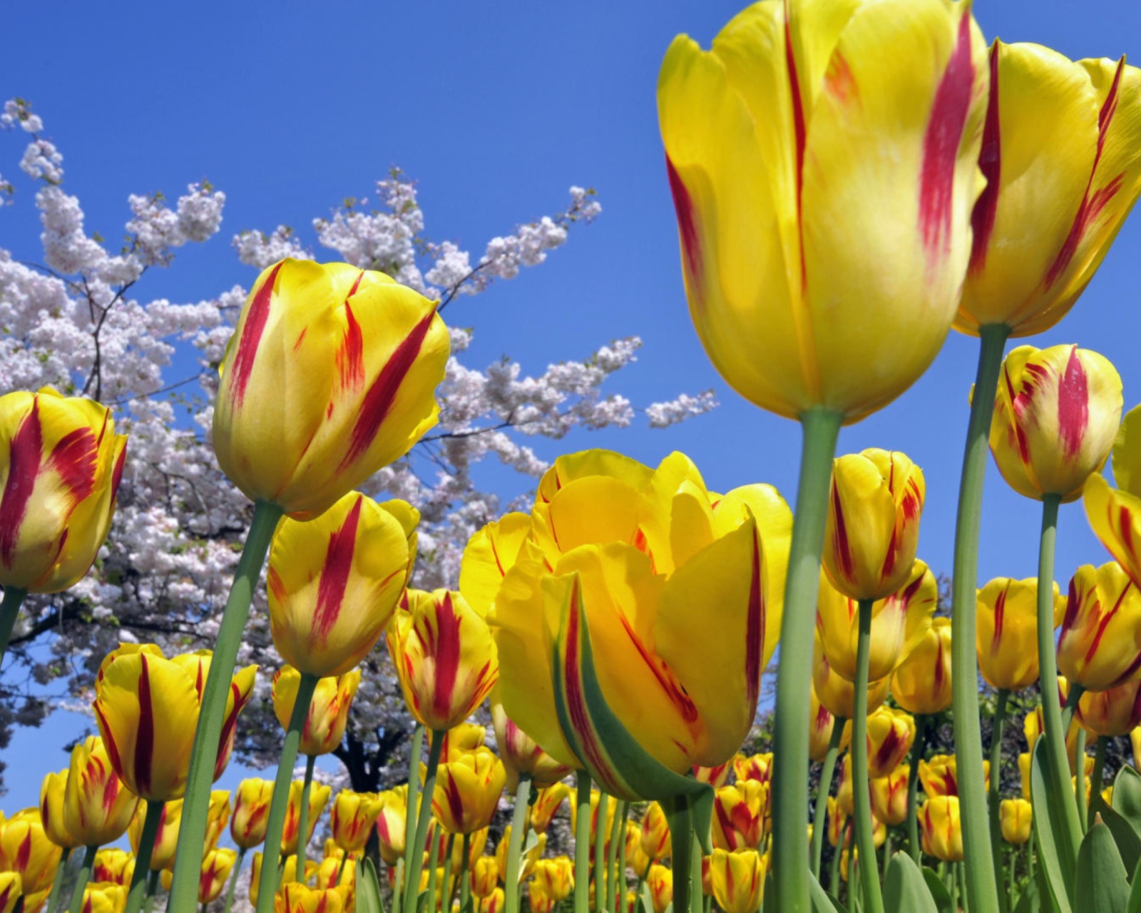 Sfondi Spring Tulips 1600x1280