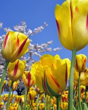 Обои Spring Tulips 176x220
