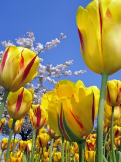Fondo de pantalla Spring Tulips 240x320