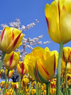 Das Spring Tulips Wallpaper 240x320