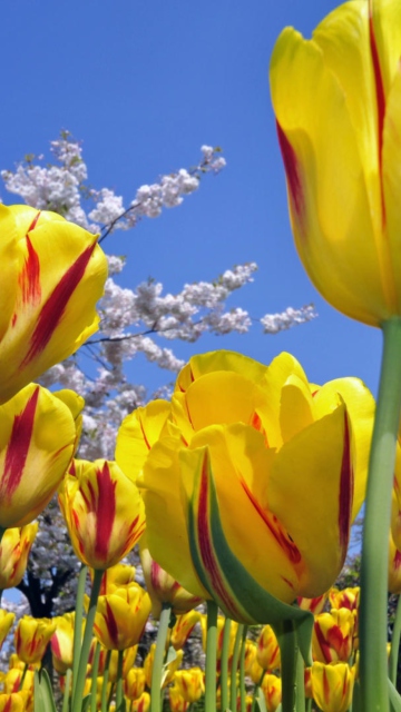 Обои Spring Tulips 360x640