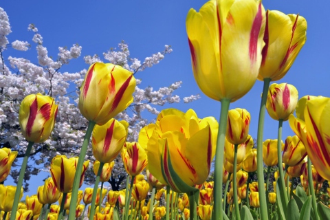 Das Spring Tulips Wallpaper 480x320