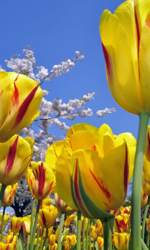 Sfondi Spring Tulips 480x800