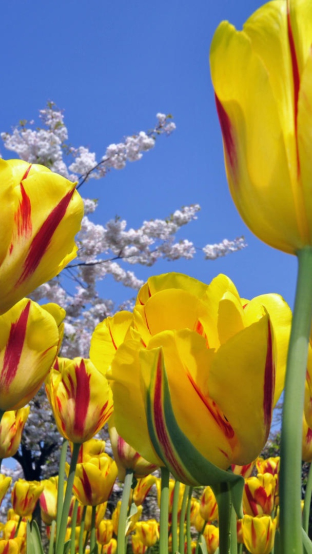 Das Spring Tulips Wallpaper 640x1136