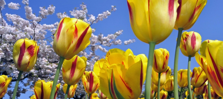 Sfondi Spring Tulips 720x320