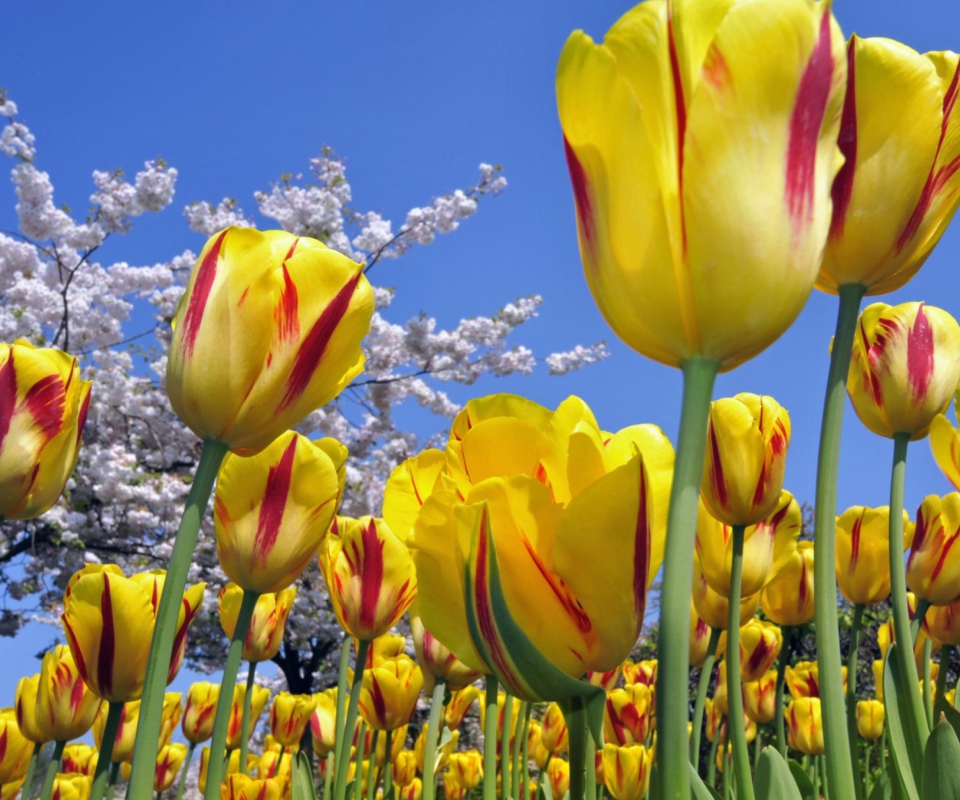 Sfondi Spring Tulips 960x800