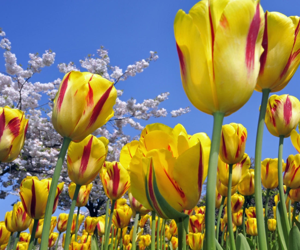 Spring Tulips wallpaper 960x800