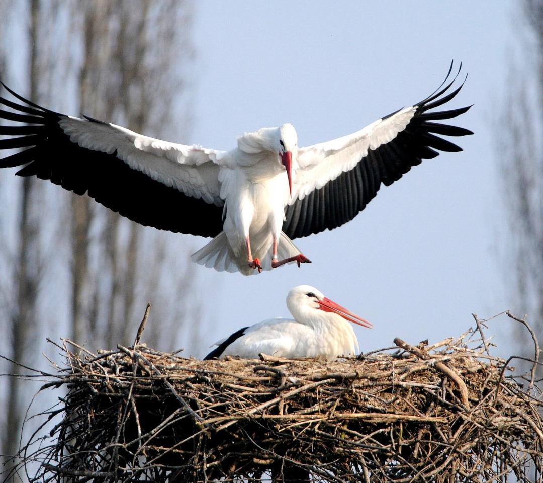 Stork wallpaper 1080x960