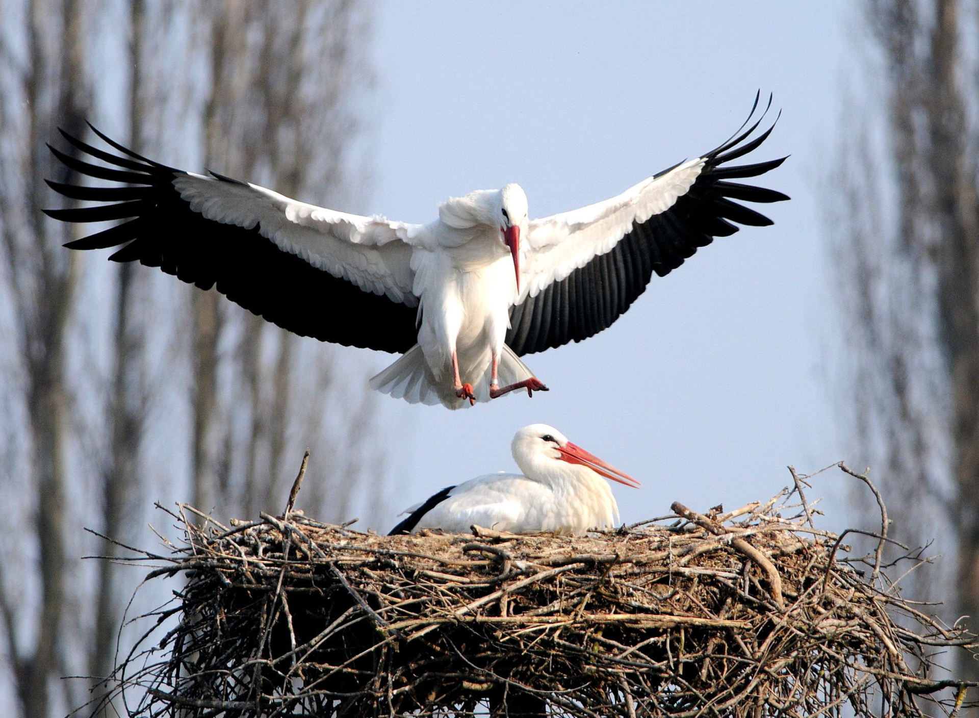 Stork wallpaper 1920x1408