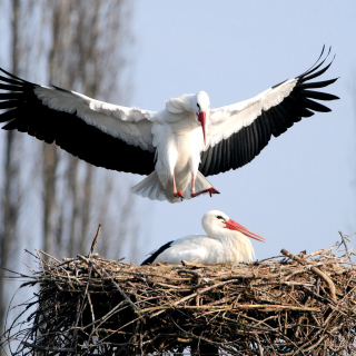 Stork - Obrázkek zdarma pro iPad