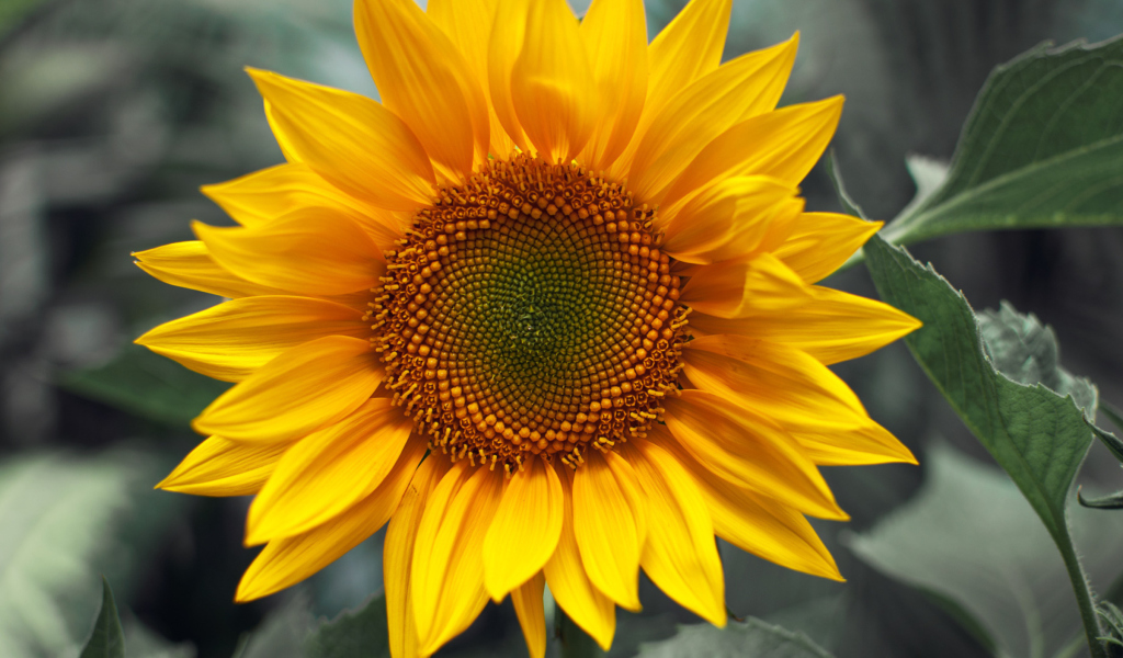 Обои Sunflower 1024x600