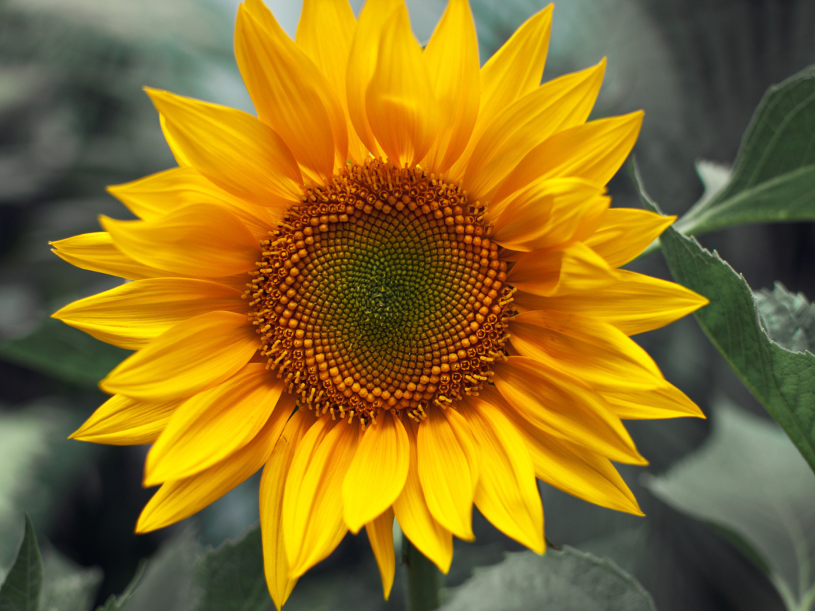 Обои Sunflower 1152x864