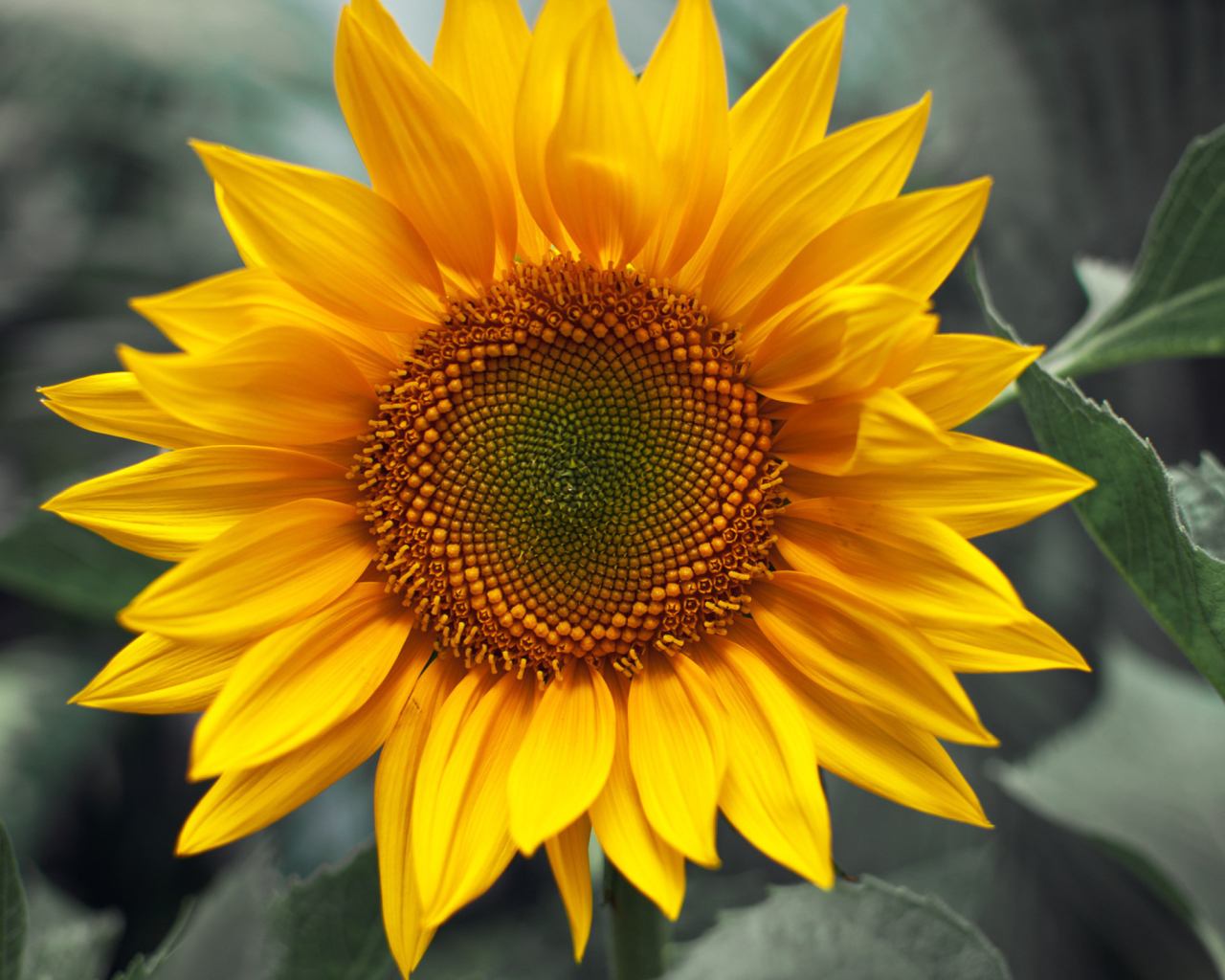 Обои Sunflower 1280x1024