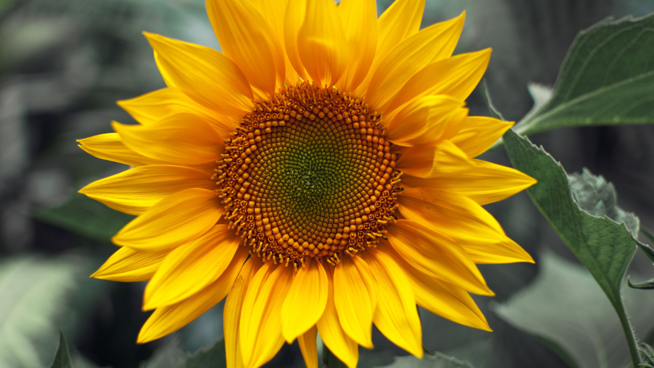 Обои Sunflower 1280x720