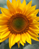 Sunflower screenshot #1 128x160