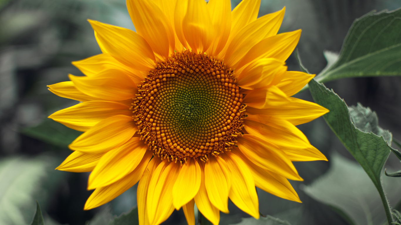 Fondo de pantalla Sunflower 1366x768