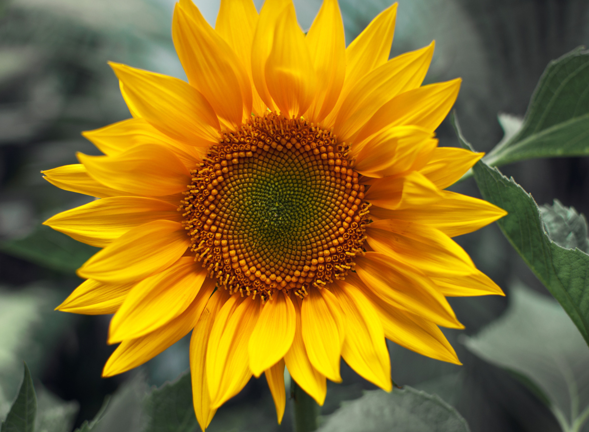 Fondo de pantalla Sunflower 1920x1408