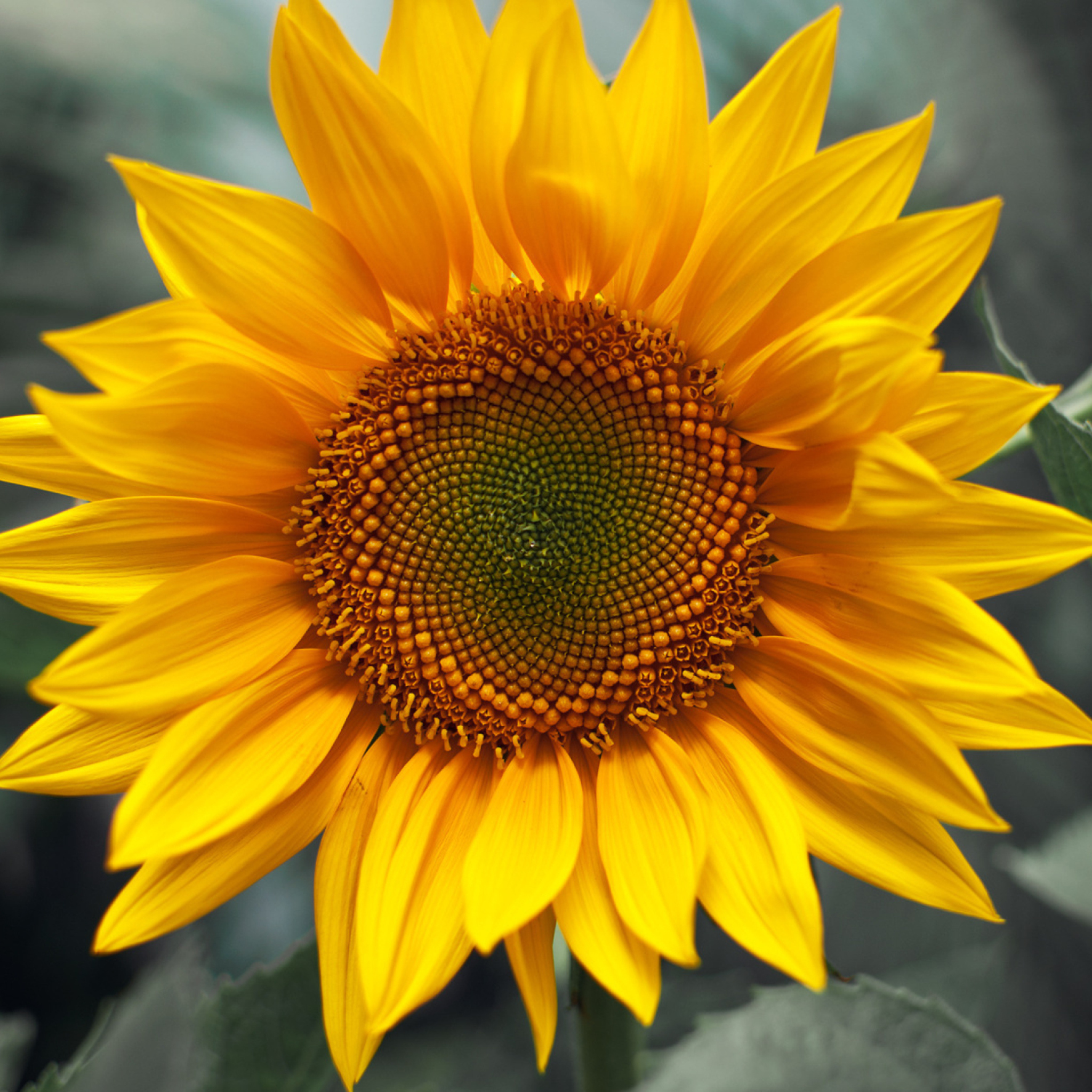 Fondo de pantalla Sunflower 2048x2048
