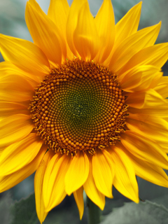 Fondo de pantalla Sunflower 240x320