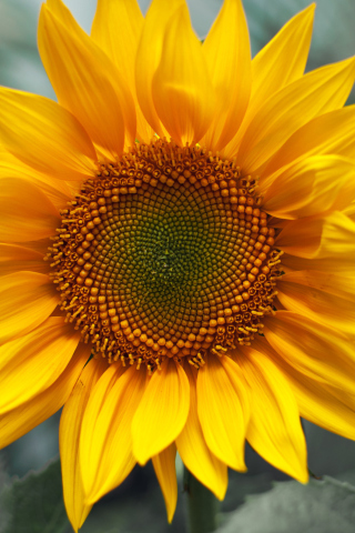 Das Sunflower Wallpaper 320x480