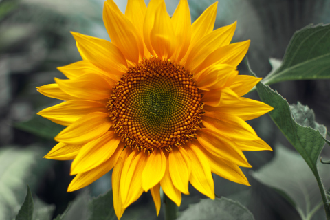 Das Sunflower Wallpaper 480x320