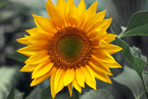 Fondo de pantalla Sunflower 480x320