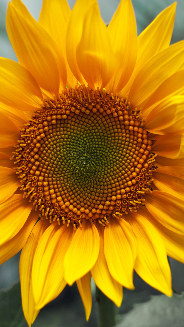 Обои Sunflower 640x1136
