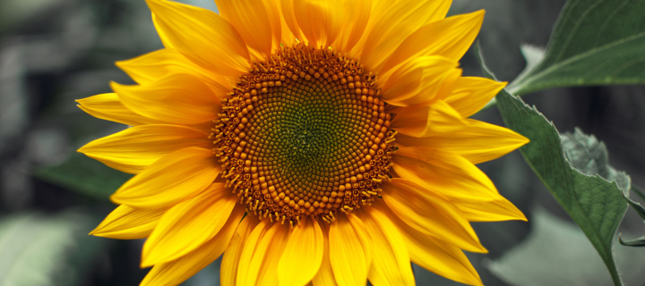 Sunflower wallpaper 720x320
