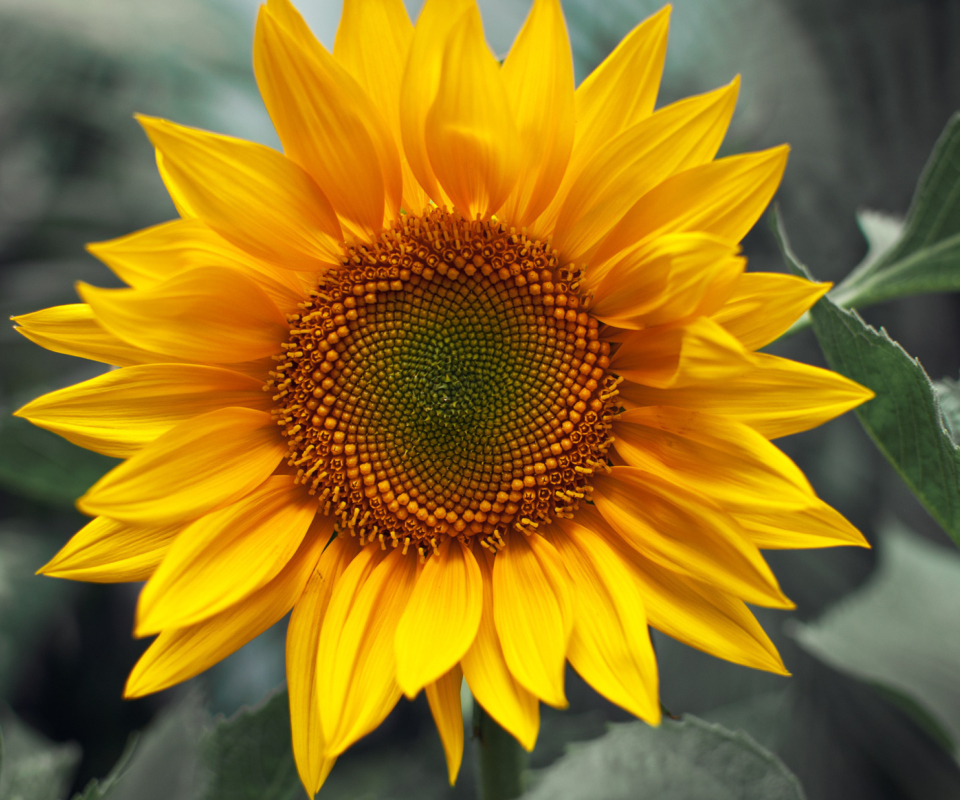 Fondo de pantalla Sunflower 960x800
