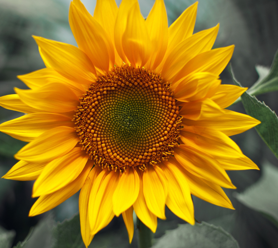 Sunflower wallpaper 960x854