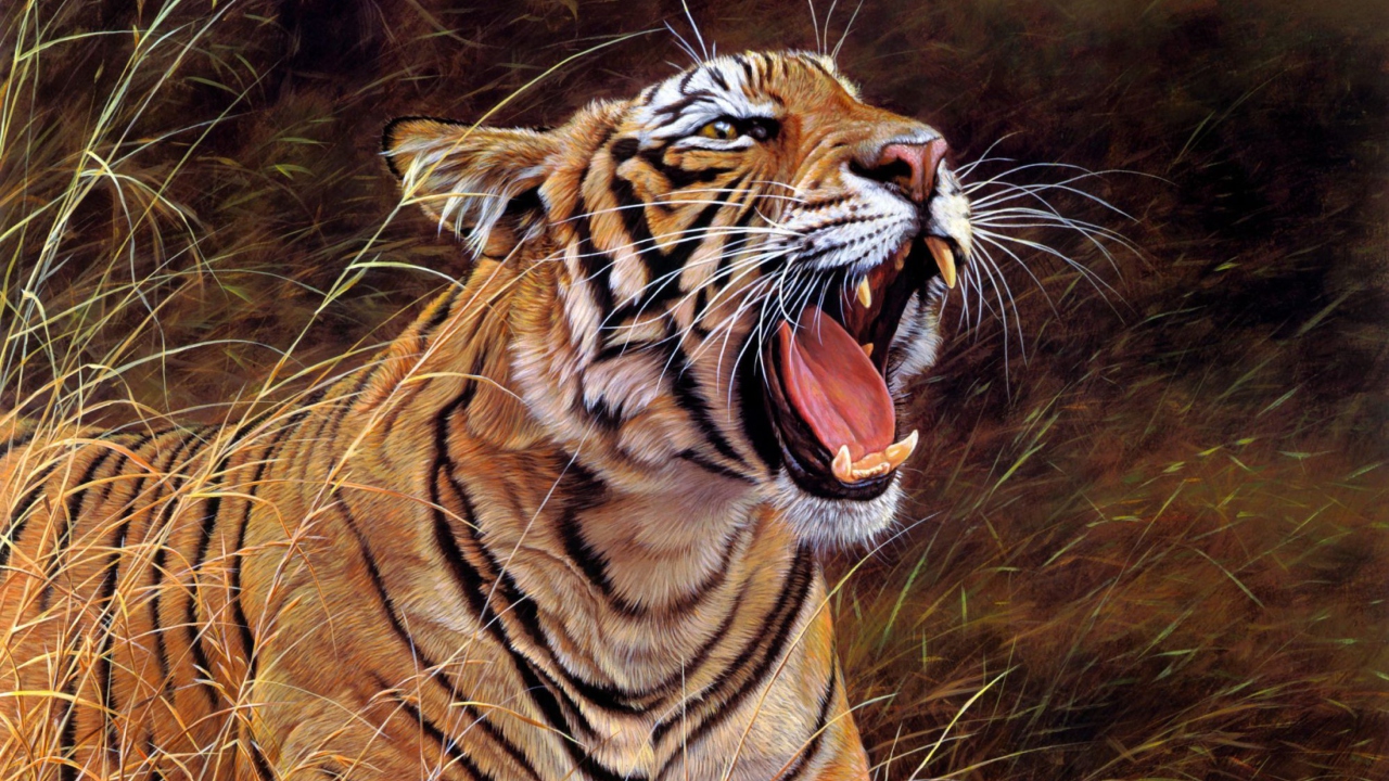 Das Tiger In The Grass Wallpaper 1280x720