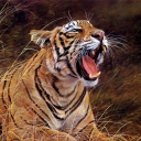 Sfondi Tiger In The Grass 128x128