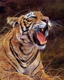 Обои Tiger In The Grass 128x160