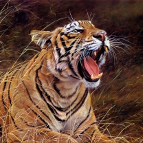 Das Tiger In The Grass Wallpaper 208x208