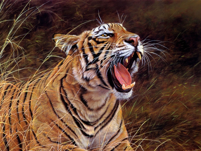 Обои Tiger In The Grass 640x480